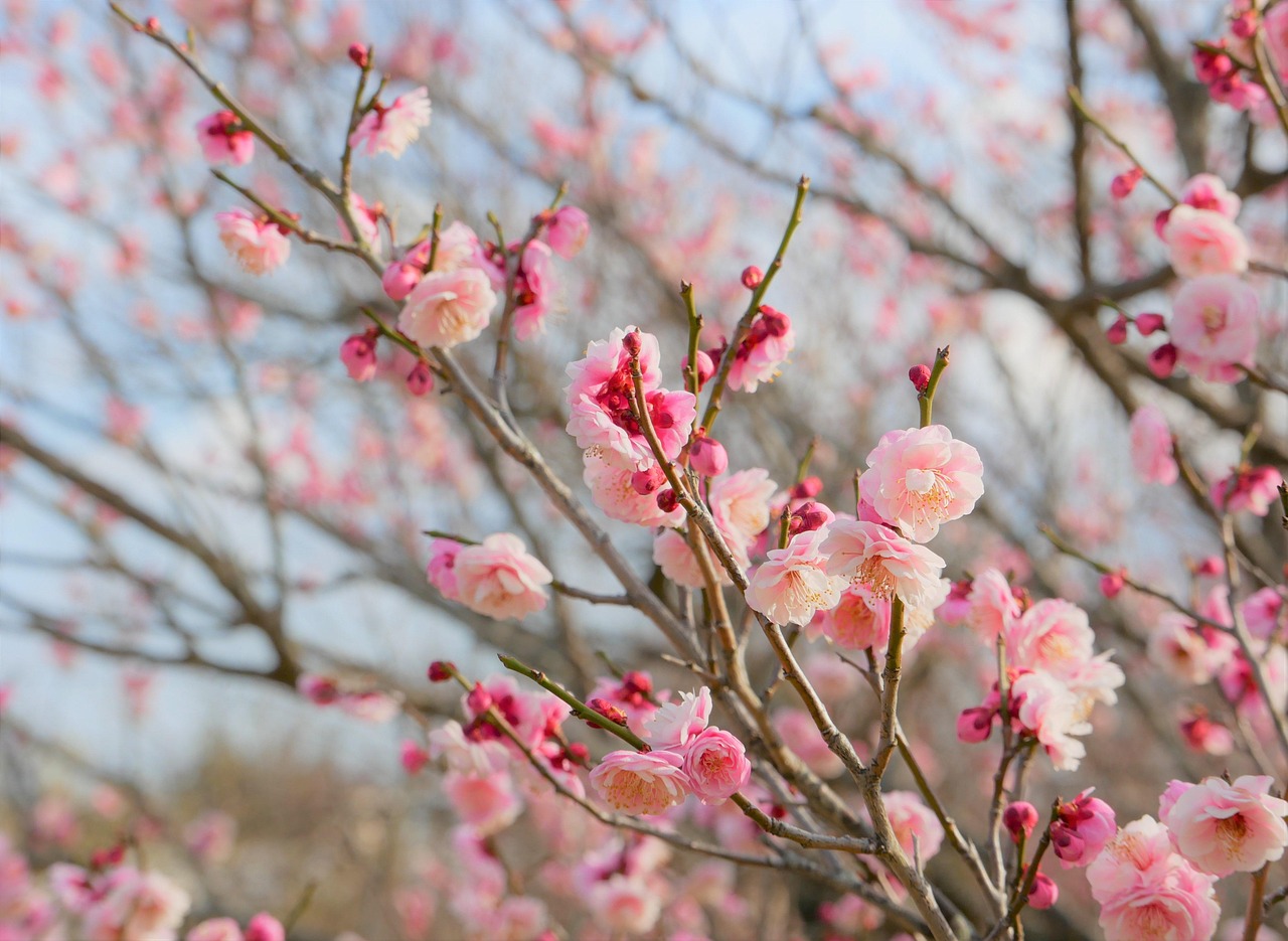 SQL基礎を初心者が学ぶための最適な学び方は？