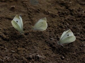 オンラインコースのROI計算に必要なポイントは？