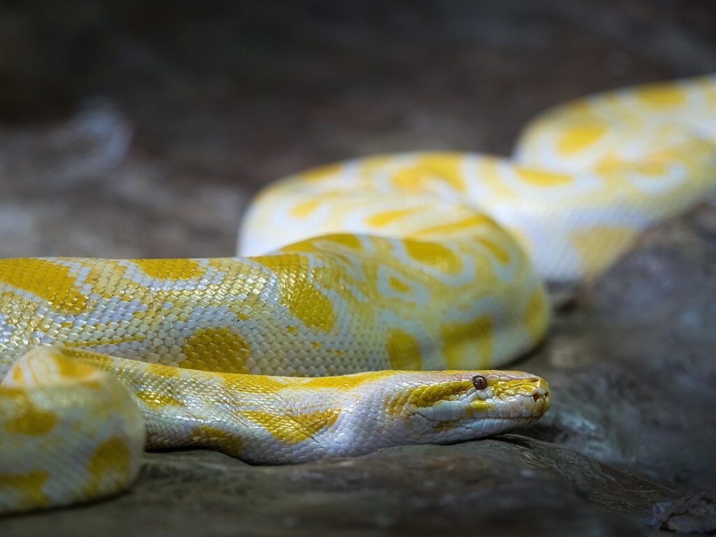 Python学習における重要なポイントは？